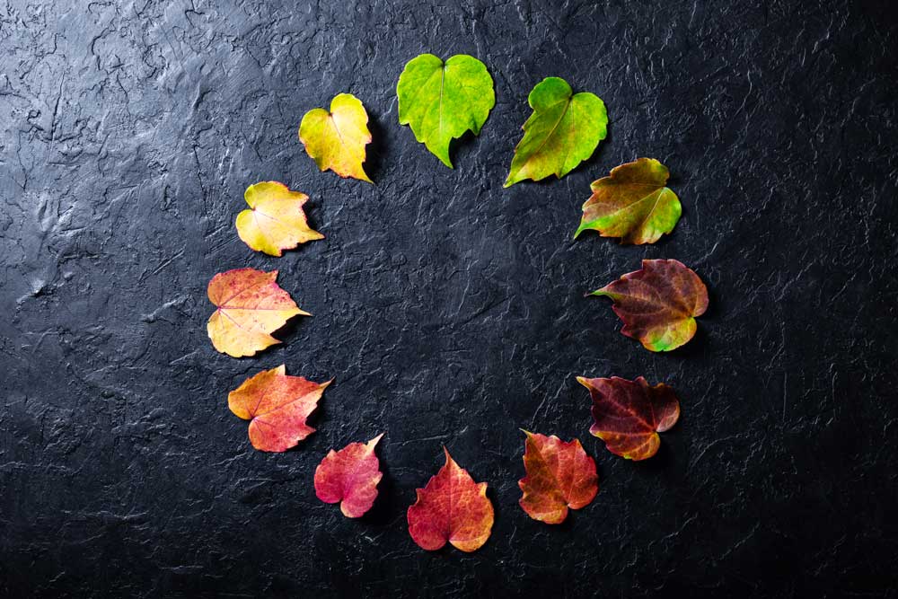 the-multicolored-leaves-on-a-black-background-2025-02-21-20-12-50-utc-aspect-ratio-700-525